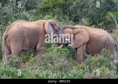 Afrikanischen Busch Elefanten (Loxodonta africana), zwei erwachsene Männchen spielen kämpfen, von Angesicht zu Angesicht, Addo Elephant National Park, Eastern Cape, Südafrika Stockfoto