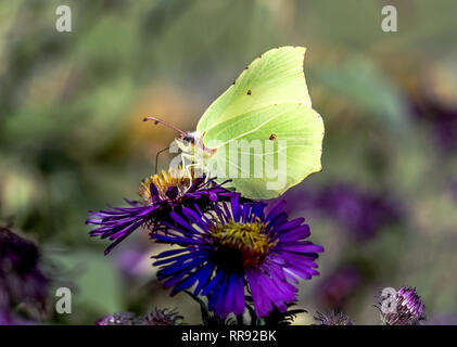 Schmetterling. Schwefel (Gonepyeryx Rhamni). Nach Fütterung auf Aster Blume. Südwesten Frankreich. Stockfoto