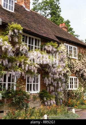 Warwick. Wisteria Kaskaden aus der vor einem Haus im Bridge End Road. Warwickshire. England. Stockfoto