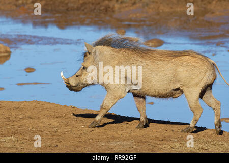 Gemeinsame Warzenschwein (Phacochoerus africanus), erwachsenen Mann, gehen an einem Wasserloch, Addo National Park, Eastern Cape, Südafrika, Afrika Stockfoto