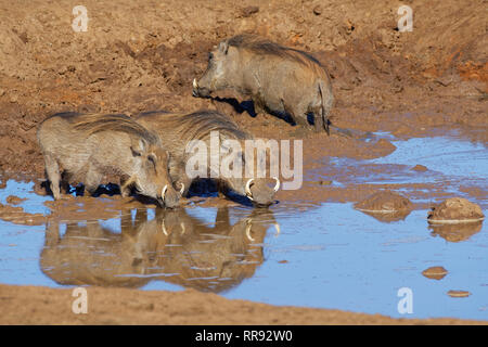 Gemeinsame Warzenschweine (Phacochoerus africanus), drei Erwachsene in schlammigen Wasser an einem Wasserloch, Addo National Park, Eastern Cape, Südafrika, Afrika Stockfoto