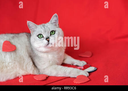 Große silberne Britische Katze gegen roten Hintergrund schließen unter zerstreuten Herzen Stockfoto