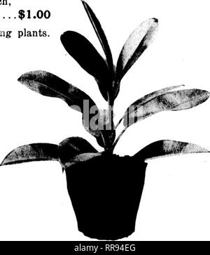 . Floristen Review [microform]. Blumenzucht. Primeln blühen Prinmla Obconica, 6-Zoll, jede 50 c Primula obconica, 7 Zoll, jede ...;: 75c Pflanzen Picas elastischem Gummi, 6 Zoll, jeden $ 1,00 Diese gut sind, starke Pflanzen. Verschiedenes Asparagus plumosus, 3 Zoll, je 100 $ 10.00 Pandauus Veitchii, 5 Zoll, jede 1,00 Paadanus Veitchii, 6 Zoll, jede 1,50 Engluh Efeu, 4 Zoll, pro 100 20,00 Cydanen, alle Farben, 2 x Zoll, pro 100 12.00 Dracaena-leaved Tradescantia, 3&gt;^Zoll, pro Doz 6,00 Begonia Punctata, 2&gt;^Zoll, pro 100 15,00 Verpackungskosten - 5% für den Versand in Papier Töpfe und 10 %, wenn Schiff Stockfoto