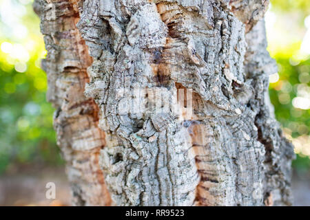 Nahaufnahme der Korkrinde auf einem wilden Baum in Portugal Stockfoto