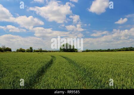 Traktor Titel durch eine grüne Bauern Feld Stockfoto