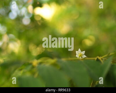 Blume des Flacourtia rukam Baum mit natürlichen Morgen Licht und grüne Natur Hintergrund in Thailand Stockfoto