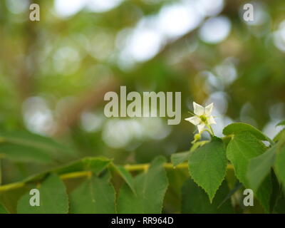 Blume des Flacourtia rukam Baum mit natürlichen Morgen Licht und grüne Natur Hintergrund in Thailand Stockfoto