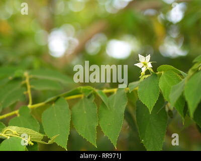 Blume des Flacourtia rukam Baum mit natürlichen Morgen Licht und grüne Natur Hintergrund in Thailand Stockfoto