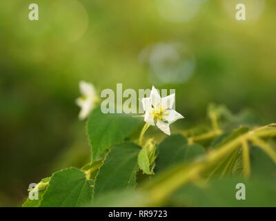 Blume des Flacourtia rukam Baum mit natürlichen Morgen Licht und grüne Natur Hintergrund in Thailand Stockfoto