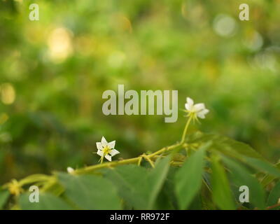 Blume des Flacourtia rukam Baum mit natürlichen Morgen Licht und grüne Natur Hintergrund in Thailand Stockfoto