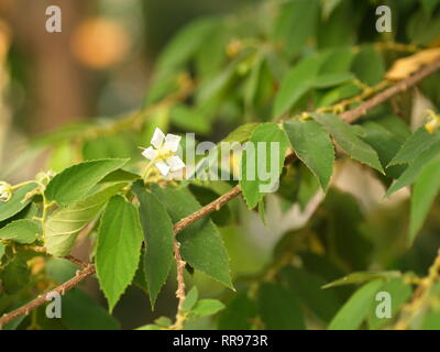 Blume des Flacourtia rukam Baum mit natürlichen Morgen Licht und grüne Natur Hintergrund in Thailand Stockfoto