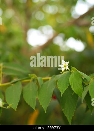 Blume des Flacourtia rukam Baum mit natürlichen Morgen Licht und grüne Natur Hintergrund in Thailand Stockfoto