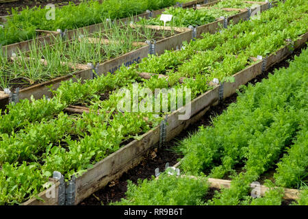 Vier Reihen von angehobenen Gemüsebeete mit hölzernen Seiten in den Zeilen in einem Kunststoff green house, polytunnel, wachsen in die Betten sind zehn verschiedene Sorten von Stockfoto