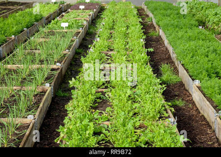 Lange Zeilen des angehobenen Gemüsebeete mit hölzernen Seiten in einem Kunststoff green house, polytunnel, wachsen in die Betten sind verschiedene Sorten von grünen veget Stockfoto