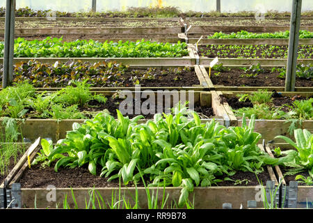 Fünf Zeilen des angehobenen Gemüsebeete mit hölzernen Seiten in den Zeilen in einem Kunststoff green house, polytunnel, wachsen in die Betten sind zehn verschiedene Sorten von Stockfoto