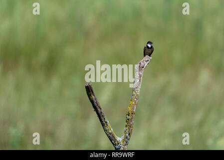 Eine White-throated Schlucken thront auf einem Ast in der Natal Midlands, Südafrika. Stockfoto