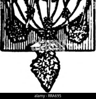 . Floristen Review [microform]. Blumenzucht. ST. LOUIS HÄLT GROSSE FALLEN zeigen Kombinierten irith eine arratj der" "Königin des Herbstes" tunji r als Ich) Tt den letzten Ausstellungen der Chrysantheme Soelet; / von Amerika, der Fall Blume (lisphvj montiert b] Ich habe die St. Louis Handel am Kolosseum diese Woche bildet die bigejist und die meisten fertigen autunni Shou" in seiurat ijtars.. Bitte beachten Sie, dass diese Bilder sind von der gescannten Seite Bilder, die digital für die Lesbarkeit verbessert haben mögen - Färbung und Aussehen dieser Abbildungen können nicht perfekt dem Original ähneln. extrahiert. Ch Stockfoto