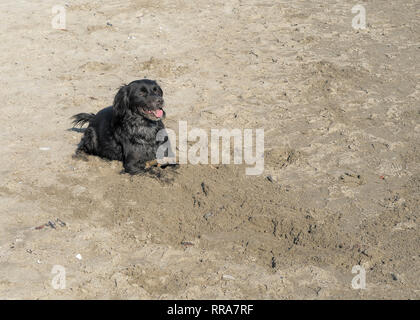Schwarzer Hund mit Stick niedlich, spielen auf Sandstrand. Sonnigen Tag, in Sand bedeckt. Stockfoto