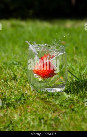 Slow Motion einer Erdbeere, Spritzer in ein Glas Wasser erinnert an Sommer und helle, sonnige Tage Stockfoto