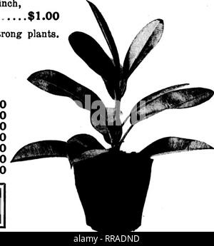 . Floristen Review [microform]. Blumenzucht. Primeln blühen Primala Obconica, 6-Zoll, jede 50 c Primala Obconica, 7 Zoll, jedes 75c Pflanzen Ficut elastischem Gummi, 6 Zoll, jeden $ 1,00 Das sind gute, starke Pflanzen. Verschiedenes Spargel Plnmosas, 3 Zoll, je 100 $ 10.00 Pandaans Veitchii, 5 Zoll, jede 1,00 Paidanas Veitchii, 6 Zoll, jede 1,50 Englisch Efeu, 4 Zoll, pro 100 20.00 Cyclamen, alle Farben, 2 x Zoll, pro 100 12.00 Dracaena - leayed Tradescantia, 3&gt;^Zoll, pro Doz 6,00 Begonia Punctata, 2&gt;^Zoll, pro 100 15,00 Verpackungskosten - 5% für den Versand in Papier Töpfe und 10% bei Auslieferung Stockfoto