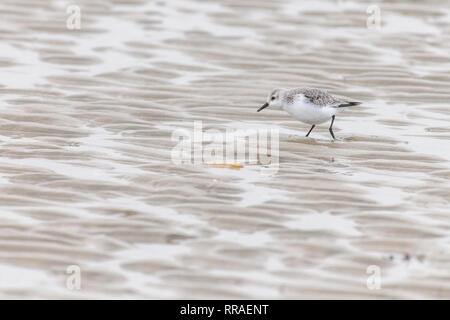 Ein wenig sandlerling (calidris alba) ist auf der Suche nach Essen am Strand bei Ebbe. Stockfoto