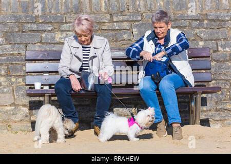 Bournemouth, Dorset, Großbritannien. 25 Feb, 2019. UK Wetter: einen anderen netten warmen sonnigen Tag in Bournemouth wie Besucher die Sonne am Strand genießen Am heißesten Tag des Jahres so weit und heißesten Februar Tag überhaupt. Zwei Frauen sitzen auf der Bank mit Hunden. Credit: Carolyn Jenkins/Alamy leben Nachrichten Stockfoto