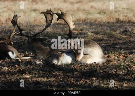 London, Großbritannien. 25 Feb, 2019. Menschen und Tiere machen die meisten der heißesten je Tag im Februar am Bushy Park, in der Nähe von Hampton Court Palace. Credit: James Hancock/Alamy leben Nachrichten Stockfoto