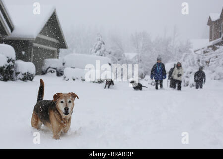 Eugene, Oregon, USA. 25 Feb, 2019. Menschen und Hunde im tiefen Schnee nach einem Schneesturm in Eugene, Oregon. Credit: Gina Kelly/Alamy leben Nachrichten Stockfoto
