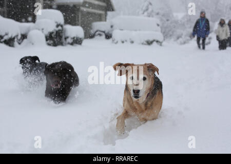 Eugene, Oregon, USA. 25 Feb, 2019. Hunde spielen in den tiefen Schnee nach einem Schneesturm in Eugene, Oregon. Credit: Gina Kelly/Alamy leben Nachrichten Stockfoto