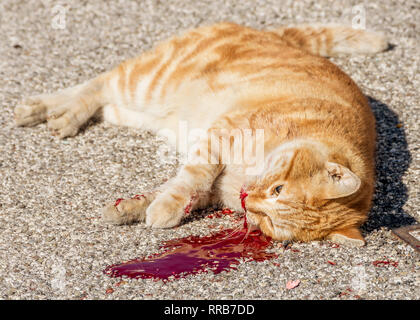 Schöne rote Katze durch Grausamkeit des Menschen getötet, nachdem er eine Menge Blut Stockfoto