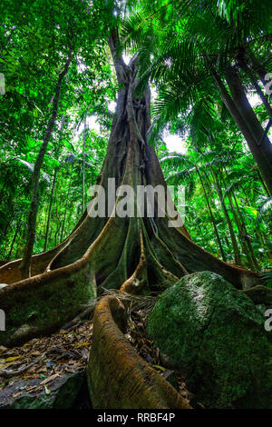 Schöne große Feigenbaum mit riesigen wurzelsystem im Regenwald Stockfoto