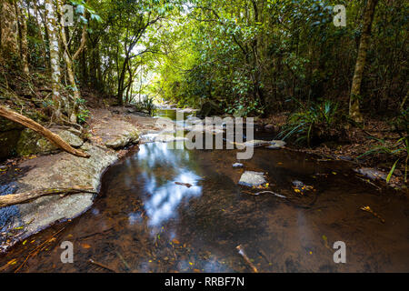 Das ruhige Wasser der Morans Creek im Lamington National Park, Queensland, Australien Stockfoto