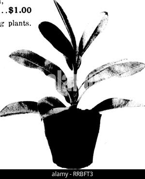 . Floristen Review [microform]. Blumenzucht. Primeln blühen Primola Obconica, 6-Zoll, jede 50 c Primula obconica, 7 Zoll, jedes 75c Pflanzen Ficus elastischem Gummi, 6 Zoll, jeden $ 1,00 Das sind gute, starke Pflanzen. Verschiedenes Spargel Plmnosas, 3 Zoll, je 100 $ 10.00 Pandaaos Veitchii, 5 Zoll, jede 1,00 Pandanns Veitchii, 6 Zoll, jede 1,50 Englisch Efeu, 4 Zoll, pro 100 20.00 Cyclamen, alle Farben, 2% Zoll, pro 100 12.00 Dracaena-leaved Tradescantia, 3/^ Zoll, Pro tun/. 6,00 I-Begonia Punctata, 2&gt;^Zoll, pro 100 15,00 Verpackungskosten - 5% für den Versand in Papier Töpfe und 10% bei Auslieferung Stockfoto