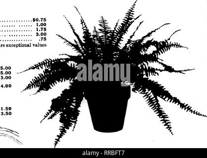 . Floristen Review [microform]. Blumenzucht. Primeln blühen Primola Obconica, 6-Zoll, jede 50 c Primula obconica, 7 Zoll, jedes 75c Pflanzen Ficus elastischem Gummi, 6 Zoll, jeden $ 1,00 Das sind gute, starke Pflanzen. Verschiedenes Spargel Plmnosas, 3 Zoll, je 100 $ 10.00 Pandaaos Veitchii, 5 Zoll, jede 1,00 Pandanns Veitchii, 6 Zoll, jede 1,50 Englisch Efeu, 4 Zoll, pro 100 20.00 Cyclamen, alle Farben, 2% Zoll, pro 100 12.00 Dracaena-leaved Tradescantia, 3/^ Zoll, Pro tun/. 6,00 I-Begonia Punctata, 2&gt;^Zoll, pro 100 15,00 Verpackungskosten - 5% für den Versand in Papier Töpfe und 10% bei Auslieferung Stockfoto