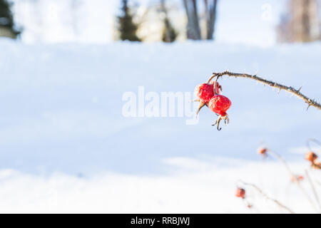 Rote Hagebutten im Winter Stockfoto