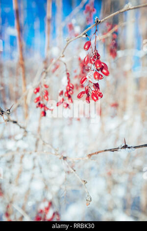 Beeren der Berberitze im Winter Stockfoto