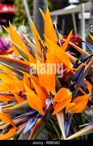 Ein Strauß bunter Strelitzia reginae. Stockfoto