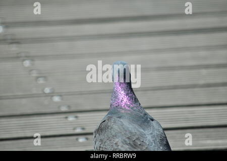 Visionäre Taube zu Fuß auf einem hölzernen Bühne Stockfoto