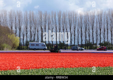 Tulip Erntemaschine arbeiten im Bereich der roten Tulpen vor dem Hintergrund eines typisch holländische Landschaft Stockfoto