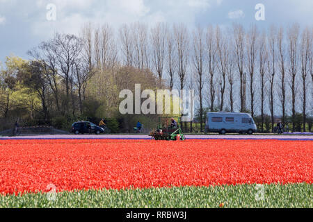 Tulip Erntemaschine arbeiten im Bereich der roten Tulpen vor dem Hintergrund eines typisch holländische Landschaft Stockfoto