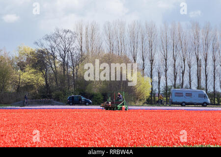 Tulip Erntemaschine arbeiten im Bereich der roten Tulpen vor dem Hintergrund eines typisch holländische Landschaft Stockfoto