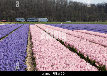 Frühling in den Niederlanden: Tulpen, die auf den Bauernhöfen in voller Blüte erhalten geerntet Stockfoto