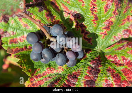 Botanik, Rot, Trauben, Additional-Rights - Clearance-Info - Not-Available Stockfoto