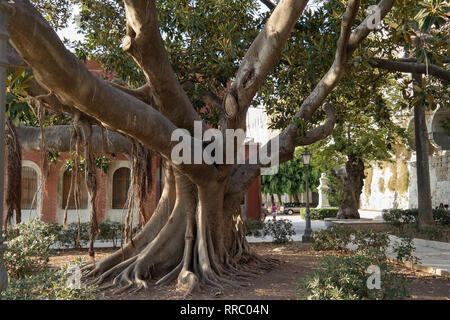 Ficus macrophylla, wie die Moreton Bay Bild oder australischen Banyan bekannt, ist ein großer immergrüner Baum der Familie Moraceae. Big banyan Ficus mit seinen Wurzeln buttress Stockfoto