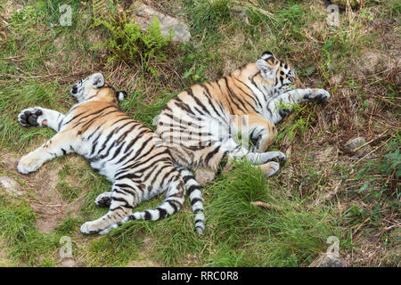 Sibirische Tiger cubs schlafen im Gras zurück zu zurück Stockfoto