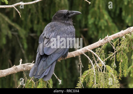 Raven ruht auf einem Zweig vor einem dunklen Hintergrund Stockfoto