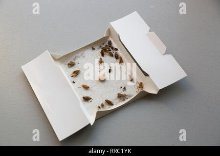 Kakerlaken in ein Insekt sticky Traps Stockfoto