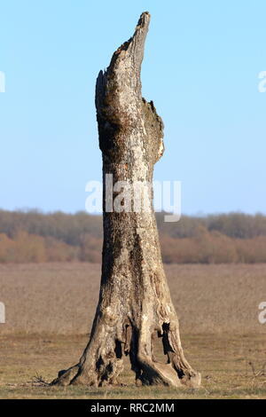 Toter Baum auf der Wiese Stockfoto