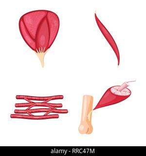 Vektor Design des Muskels und der Zellen. Satz von Muskel- und Anatomie lieferbar Symbol für das Web. Stock Vektor