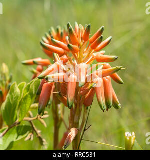 Blumen von der Wiese Aloe, Aloe verecunda, Kwazulu Natal, Südafrika. Stockfoto